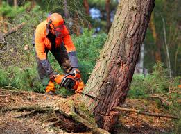 Best Leaf Removal  in Sam Rayburn, TX