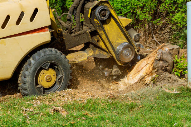 Artificial Turf Installation in Sam Rayburn, TX